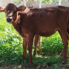 göle