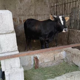 Şwes öküz