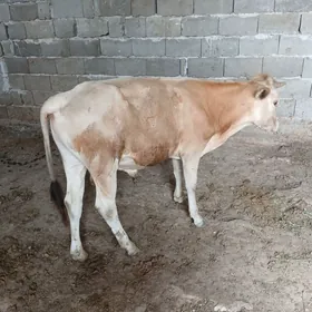 Őkùz