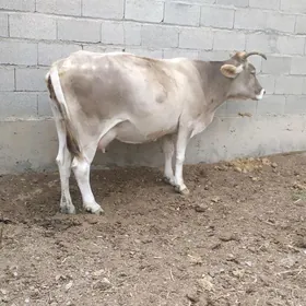sygyr