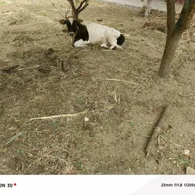 окуз
