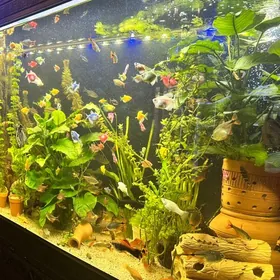 акула парчовый сом