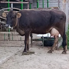 GÖLELİ SYGYR