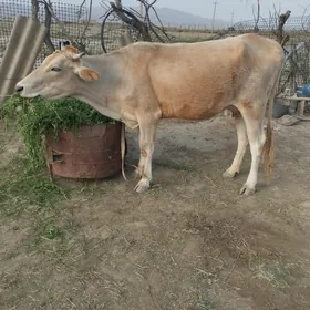 sygyr