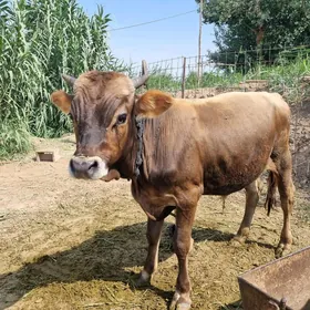 Ökuz