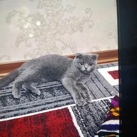 вислоухий кошка