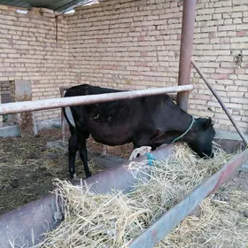 okuzce