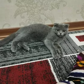 вислоуха