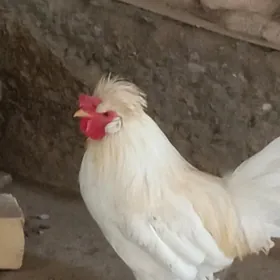 karlik