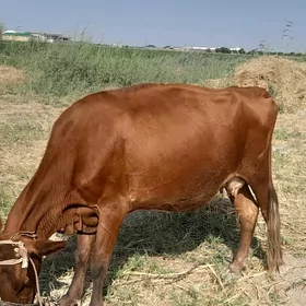 Sygyr