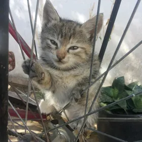 pişik