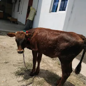 Göle