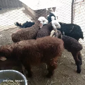 geçi cebis tokly guzy