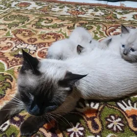 котята сиамской породы