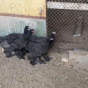 Brama