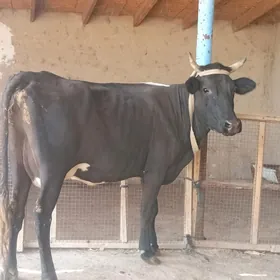 goleli