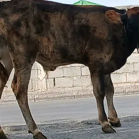 öküzce