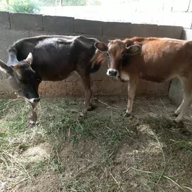 tuweler