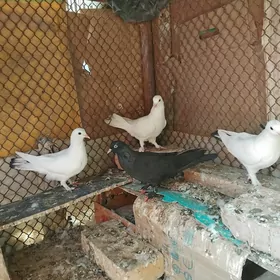 Gușlar