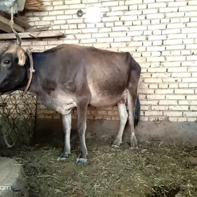 Goleli sygyr