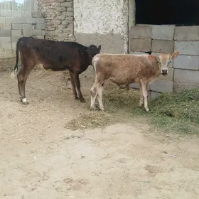 Okiz tuwe