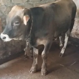Şwet Ökuz