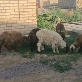 токлы