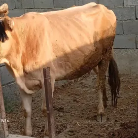 GYSYR SYGYR