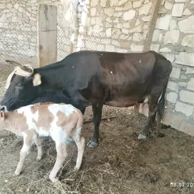 sygyr tanaly