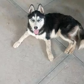 HASKI GÜJIK