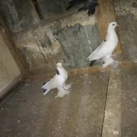 kepderi