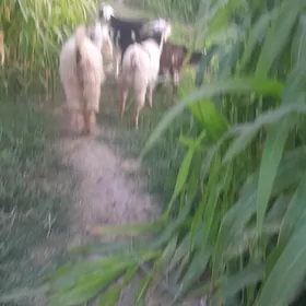 çebis