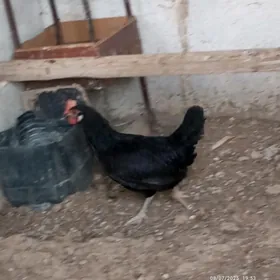 Tawuk