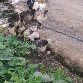 towuklar doğup duran