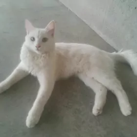 Кошка мужик