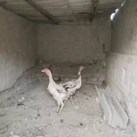baysow towuk