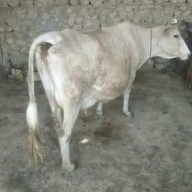 Sygyr tanaly