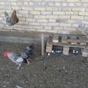 Towuklar
