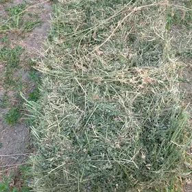 кип йорунжа