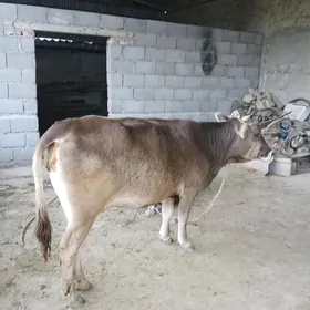 Sygyr