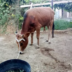 Tohum Öküz Siwet 1 ýaşynda