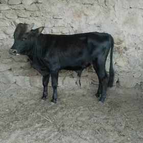 öküz 7900