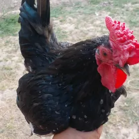 karlik
