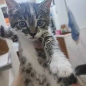 Котята домашние