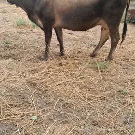 gysyr sygyr