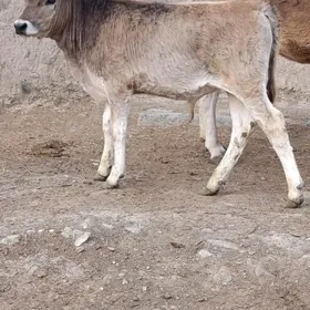 ARGİNAL ŞWES TOHUM OKUZ