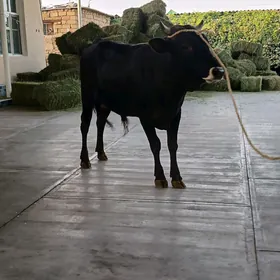 Ökuz
