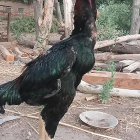 Horaz