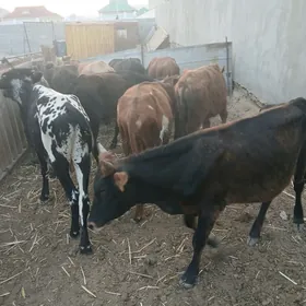 окузлер