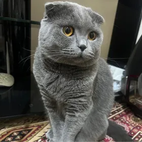 Pişik